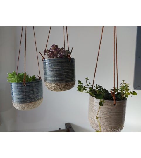 Trailing Succulent in a Hanging Pot