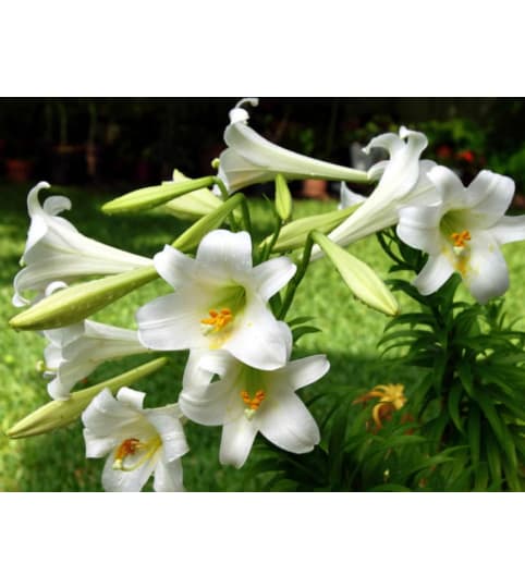 Stunning Easter Lily. An arrangement by In Bloom.