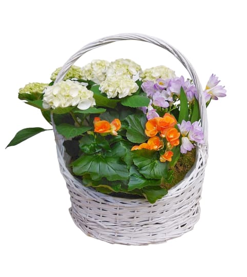 Spring Beauty Plant Basket