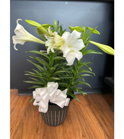 Triple Stemmed Easter Lily Plant with Pot