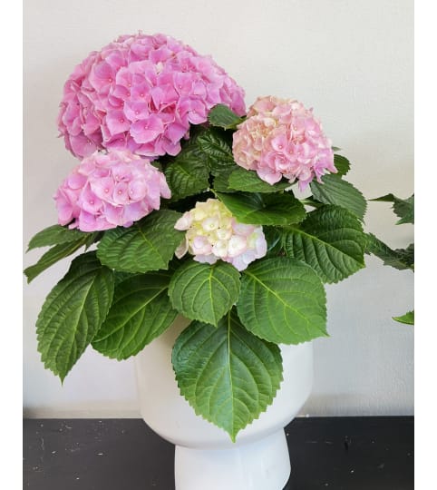 Hydrangea Plant in Ceramic Planter