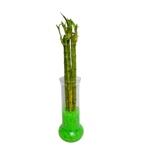 Tall Glow in the Dark Bamboo