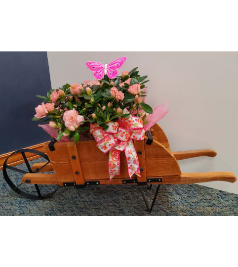 Wheelbarrow Azalea