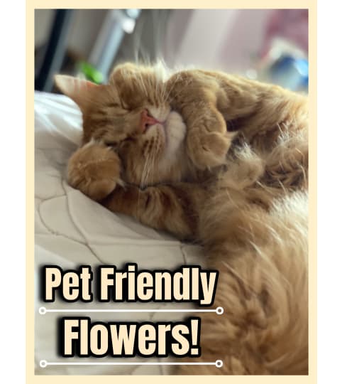 Pet friendly Flowers in a vase.