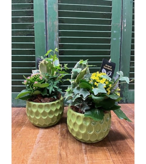 Administrative Professional's Day Indoor Plant Gardens