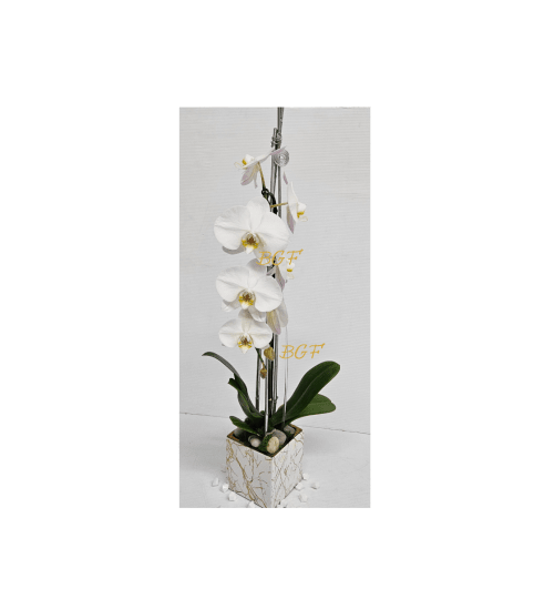 Beautiful In White Orchid. An arrangement by Brickell Exclusive Blooms.