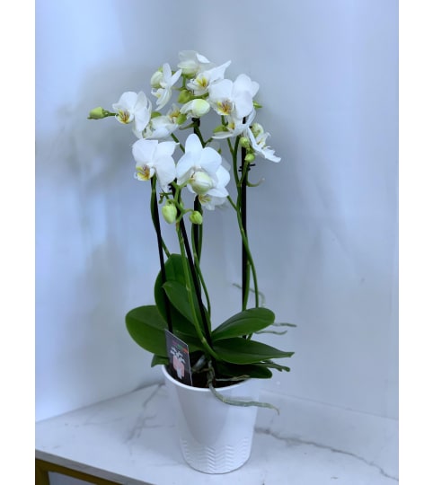 Double Spiked Orchid - White. An arrangement by Lori's Hearts and Flowers.