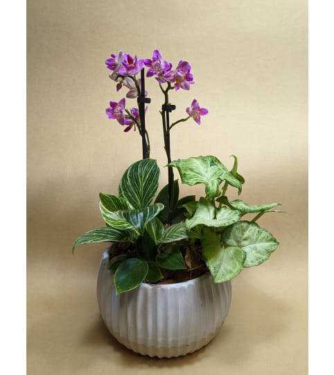 Sandy Mini Orchid Planter