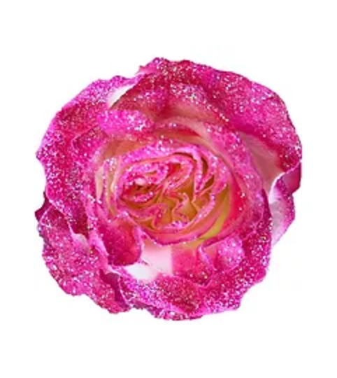 Hot Sparkle Rose