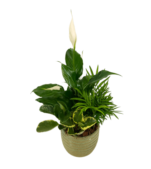 Ribbed Green Mixed Tropical Planter