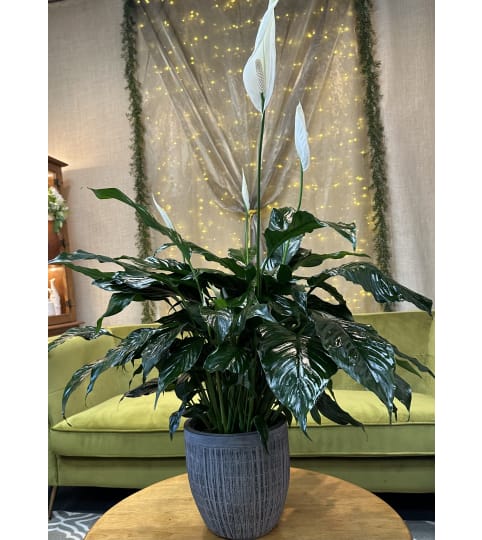 Large Peace Lily