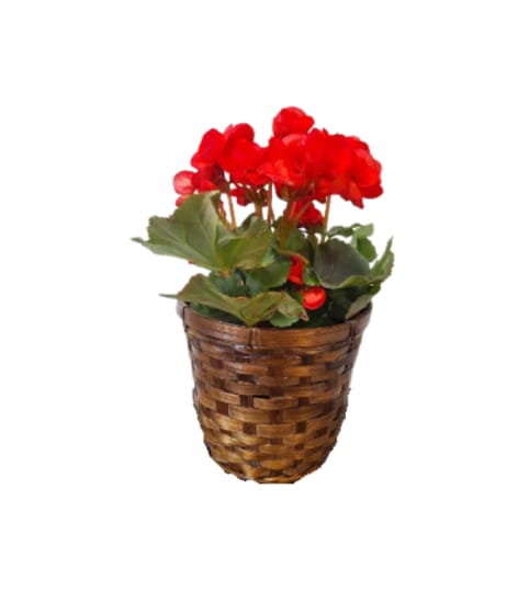 Reiger Begonia