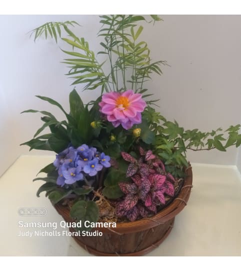 Planter Basket with Assorted Plants