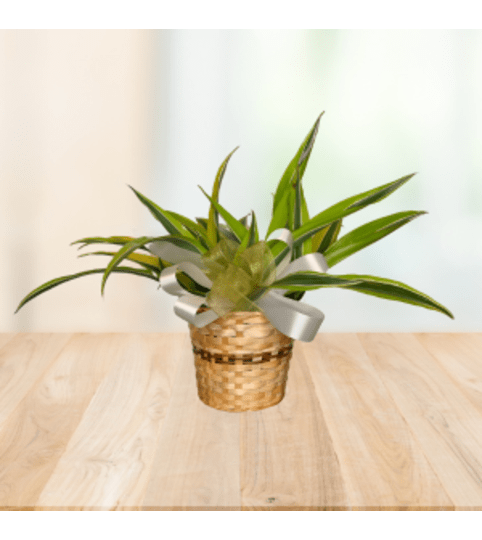 Dashing Dracaena