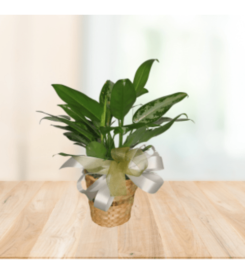 Charismatic Calathea