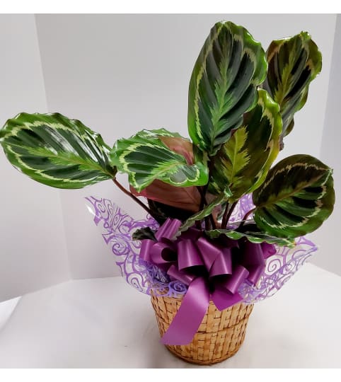 Serinity Prayer Plant