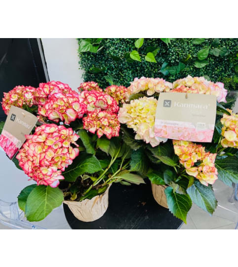 Large Outdoor Hydrangea Plant