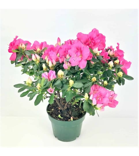 azalea plant /pink shades