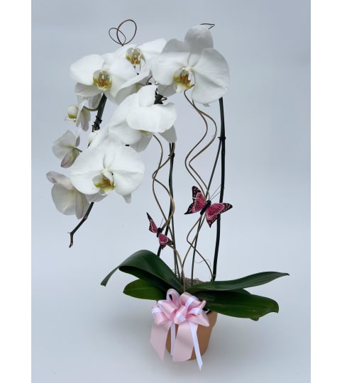 Deco Orchid