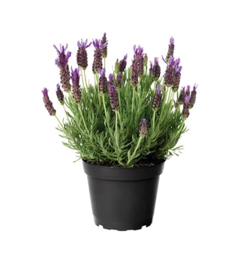 beautiful lavender plant