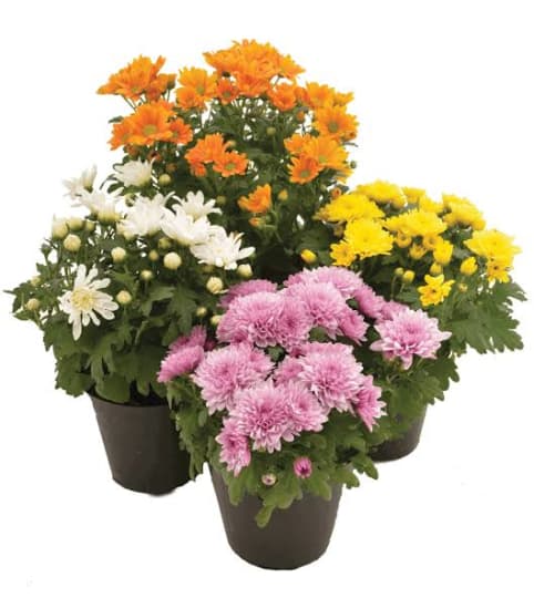 mum plant spring colors