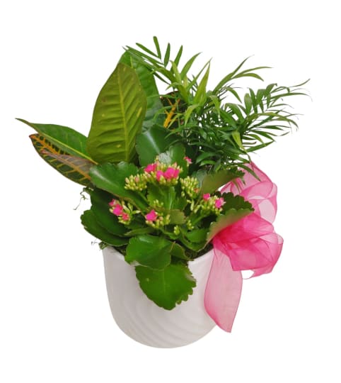 Lovely Tropical Planter