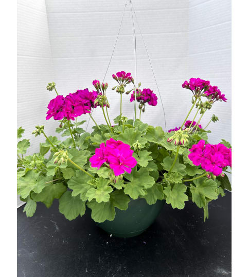 Geranium in Hanging Basket