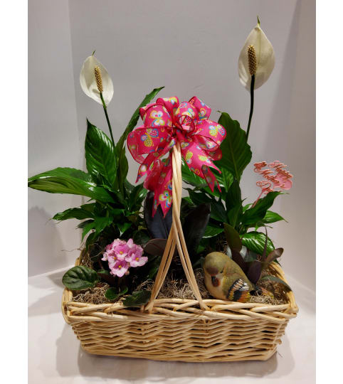 Summer Cyclamen Bird Garden