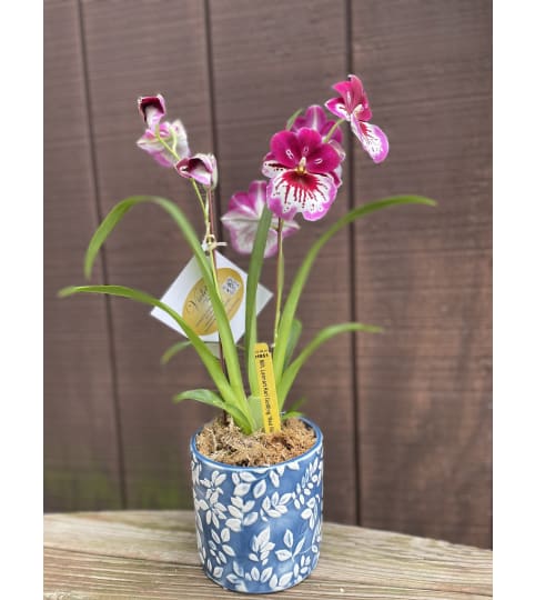 Miltonia Petite Orchid