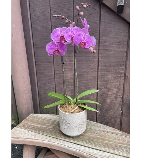 Double Stem Orchid Plant