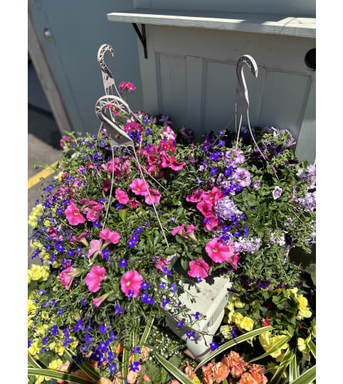 12” Mixed Hanging Basket - Florist Choice