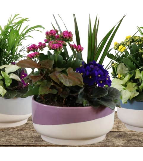 8” Noelle ceramic planter