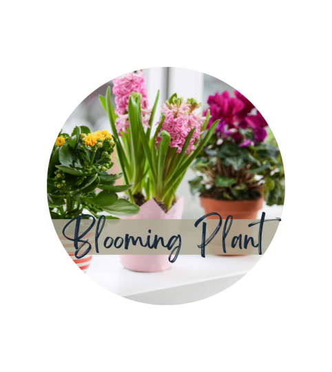 Florist Choice Selected Blooming Plant