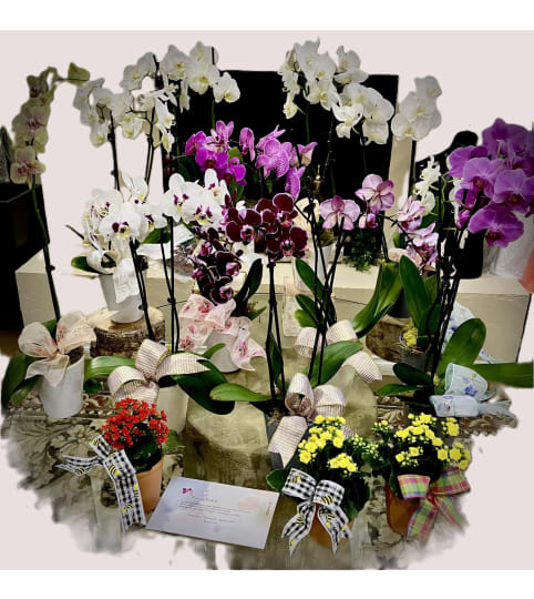 Just for Mom - Mother's Day Orchids