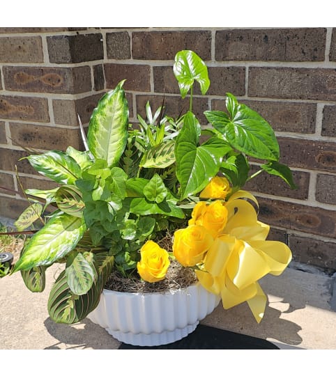 Plants in 12" Ceramic with fresh cut roses in water tubes