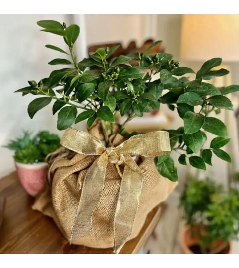 Meyer Lemon Tree. An arrangement by Dupree's Root 88 Garden Center and Florist.