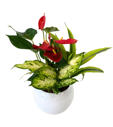 Medium Round Peace Lily Mixed Planter