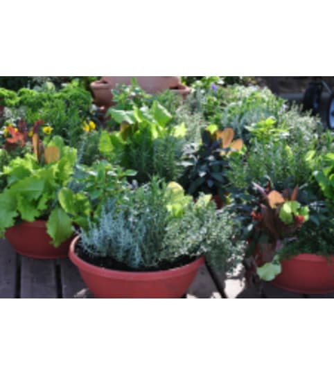 Custom Herb Garden. An arrangement by Dupree's Root 88 Garden Center and Florist.