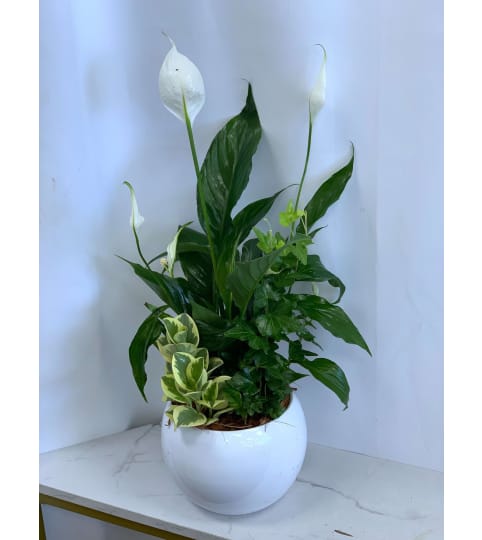 Peace and Comfort Planter. An arrangement by Lori's Hearts and Flowers.