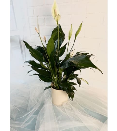 Peace Lily W/ Neutral Tone Pot. An arrangement by Brooklin Floral and Garden Shoppe Inc..