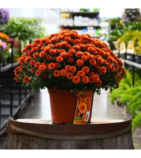12 Fall Hardy Mum. An arrangement by The Greenhouse Florist.