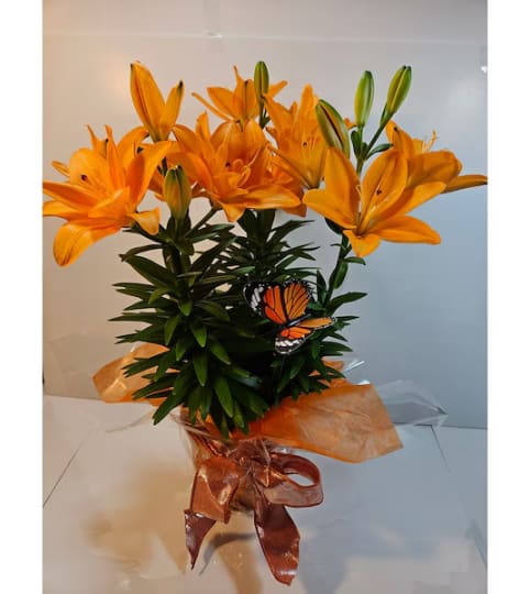 Sally's Lily Plant. An arrangement by Triple A Florist.