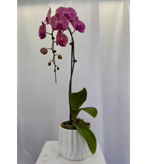 Orchid cascade plant. An arrangement by Commerce Flowers.