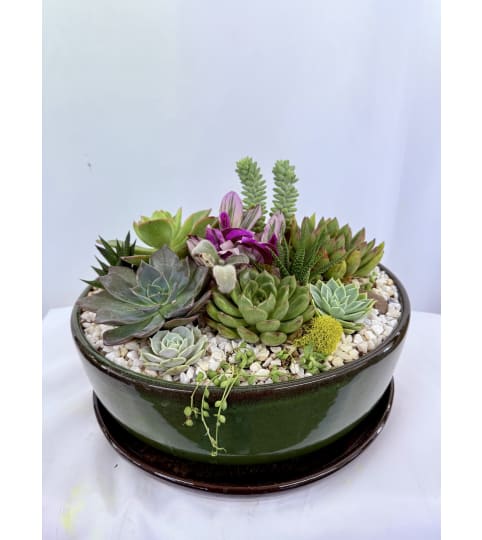 Succulent Garden. An arrangement by Commerce Flowers.