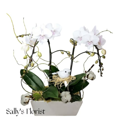 Sally's Cotton Bird Orchid