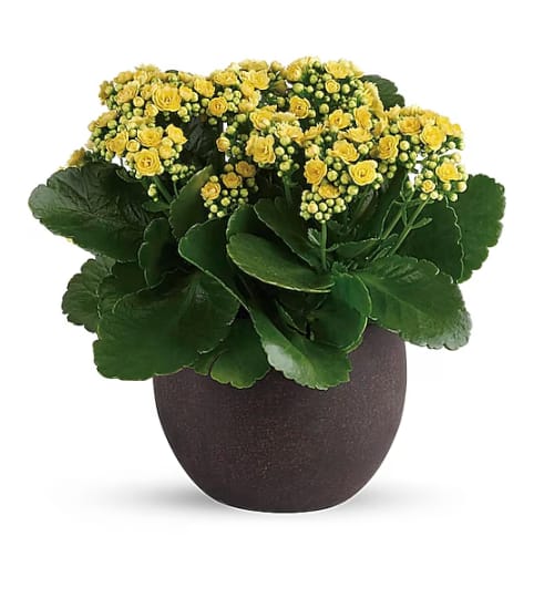 Forever Yellow Kalanchoes