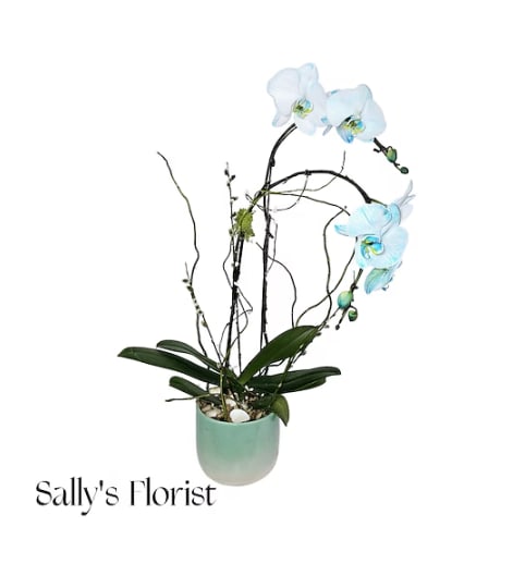 Sally's Ocean Pearl Orchid. An arrangement by Triple A Florist.