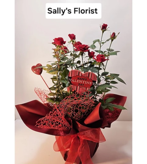 Sally's Valentine Spray Roses Plant