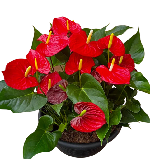 Bold and Beautiful Anthurium Bowl. An arrangement by Loyalist Flowers.