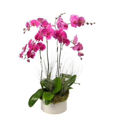 Orchid Planter - 5 Phalaenopsis Orchid. An arrangement by The Farmers Petals.